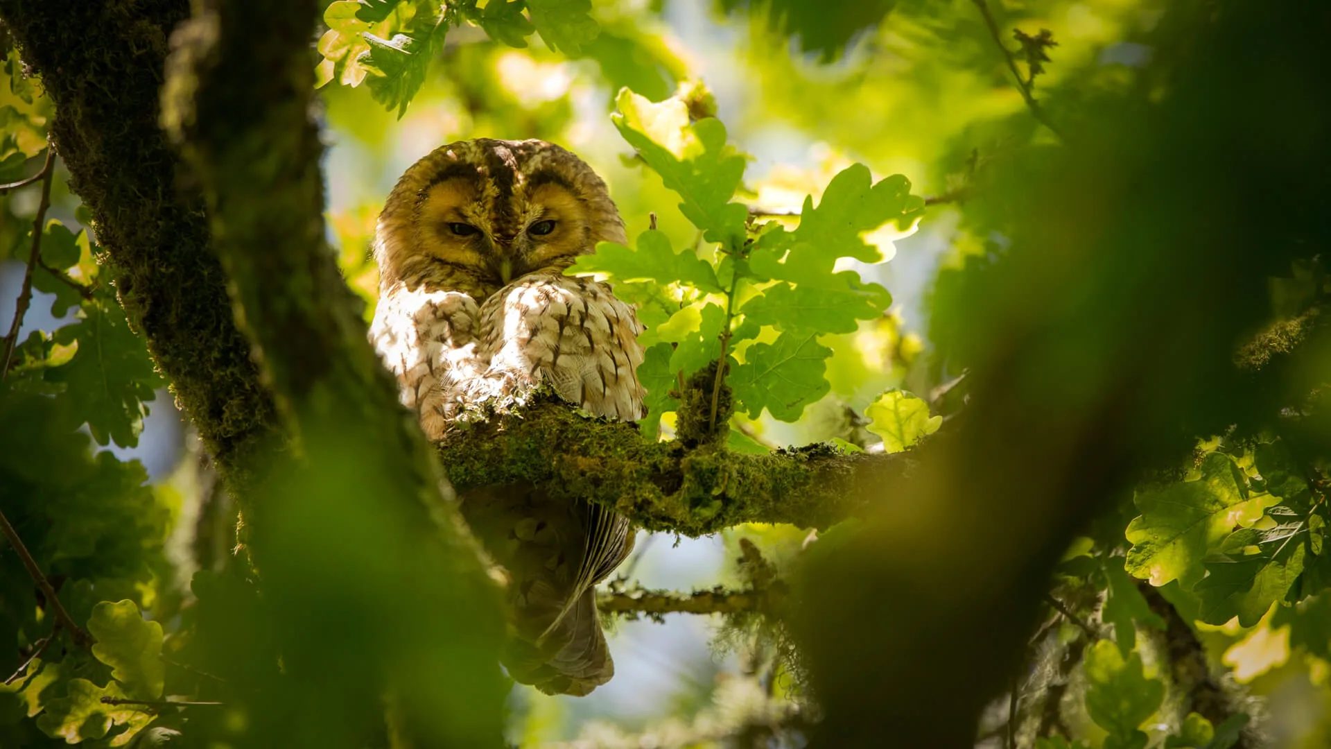 Tawny Owl in Tree, Parke Devon