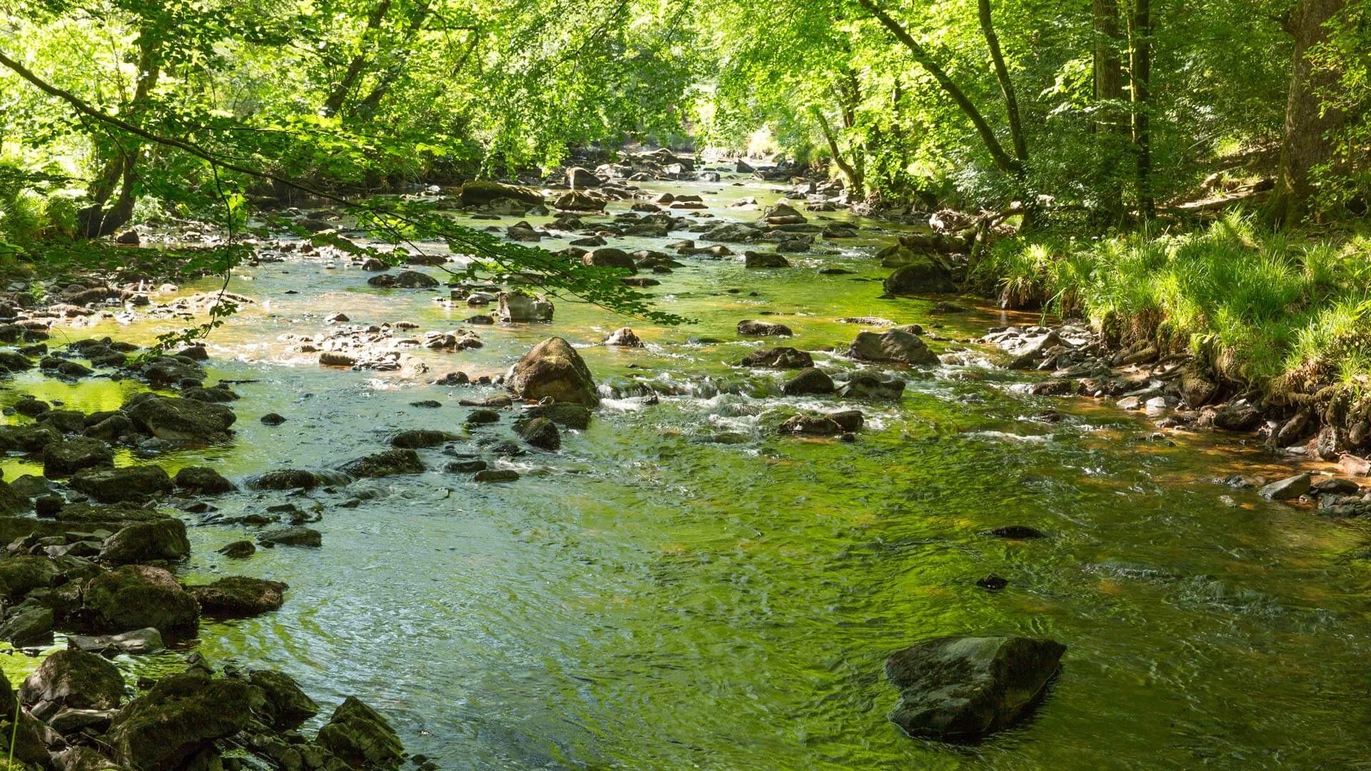 River Teign at Fingle Bridge in Devon