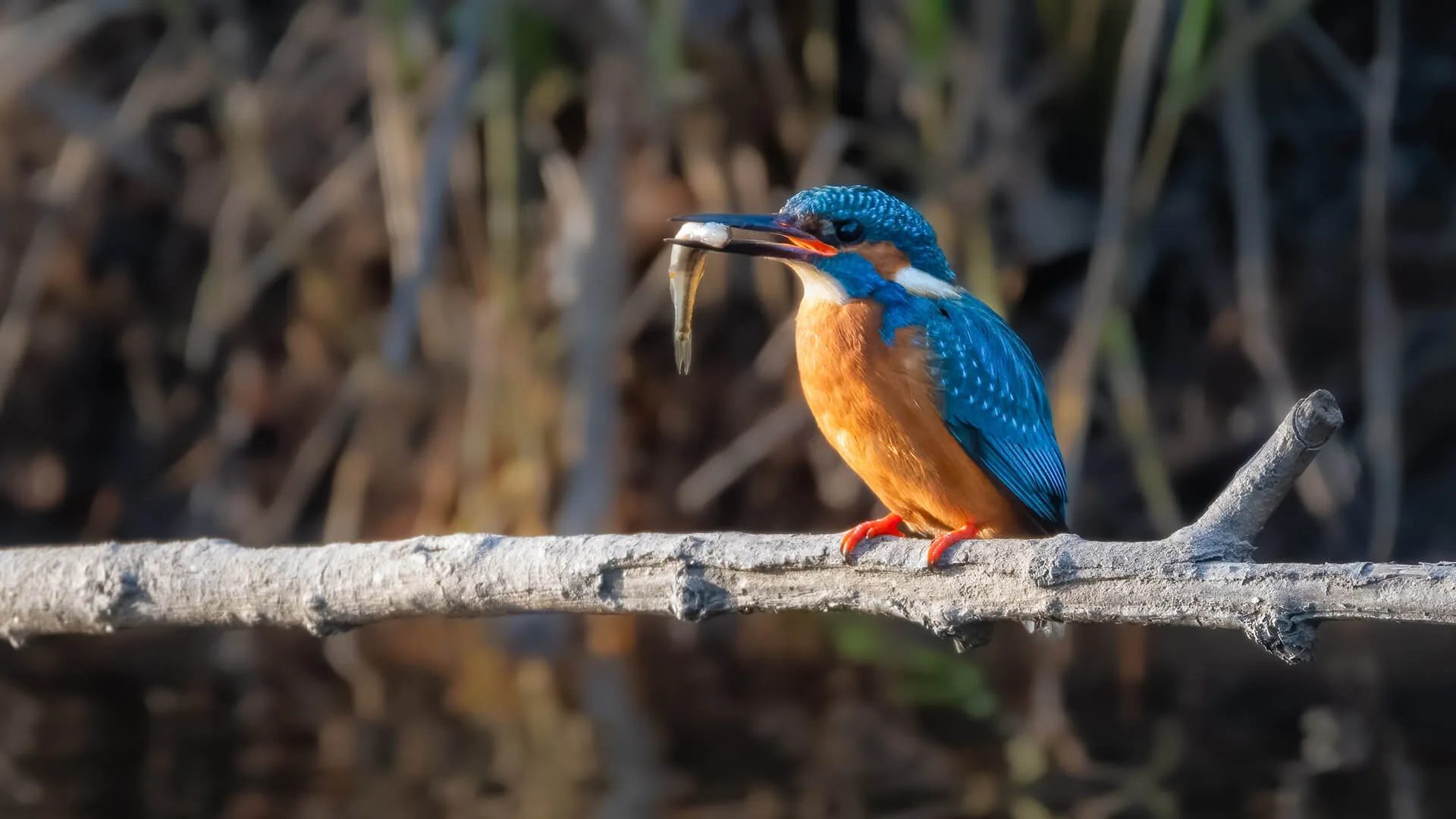 Kingfisher, River Teign walk on Dartmoor